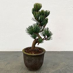 園芸ネット本店｜ゴヨウマツ（五葉松）：小品盆栽 25-07 の通販【公式】