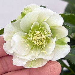 園芸ネット本店｜クリスマスローズ：ダブルエレン26-05／5号鉢【現品