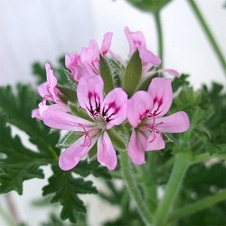 園芸ネット本店｜ゼラニウム（チューリップ咲き）：エマ3.5号ポット の