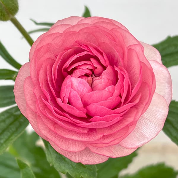 園芸ネット本店｜ラナンキュラス：ラックス ヘラ3.5-4号ポット の通販