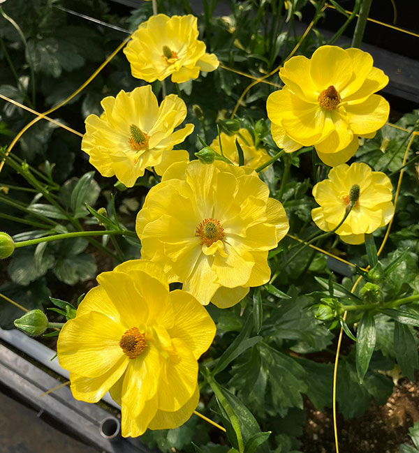 希少品種ラナンキュラスラックス ポスポロス 鉢花5号 55cm 現物発送