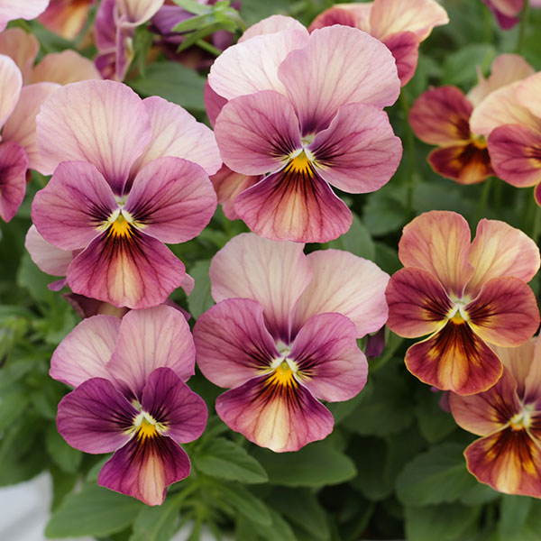 園芸ネット本店｜ビオラ：なごみももか しんしん3-3.5号ポット 8株