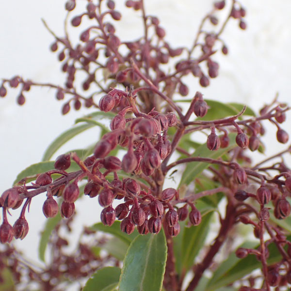 園芸ネット本店｜アセビ（馬酔木）3種セット（屋久島・スプリングベル