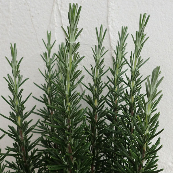 園芸ネット本店｜ローズマリー（立性）：マリンブルー4号 2株セット の