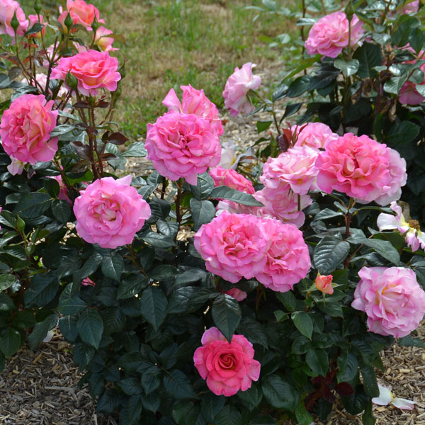 園芸ネット本店｜デルバールローズ：ピンク・パラダイス6号角鉢植え