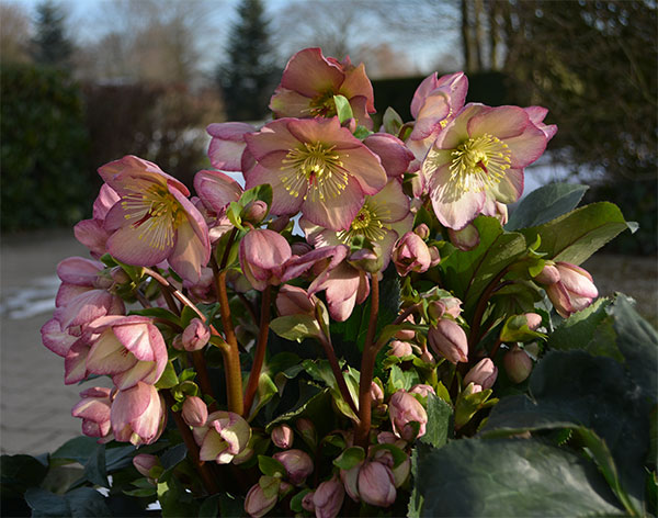 園芸ネット本店｜クリスマスローズ：*HGC Ice N'roses 氷の薔薇 ローズ