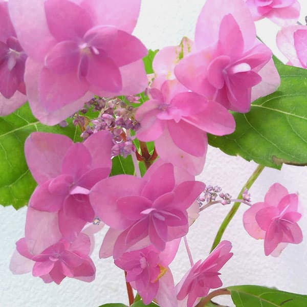 園芸ネット本店｜ヤマアジサイ：ミヤマヤエムラサキ（深山八重紫） 4号