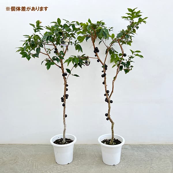 園芸ネット本店｜ジャボチカバ7号ポット[2025年6月現在少量の実付き