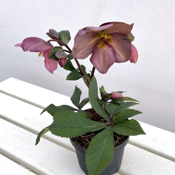 園芸ネット本店｜クリスマスローズ：*HGC Ice N'roses 氷の薔薇 ローズ