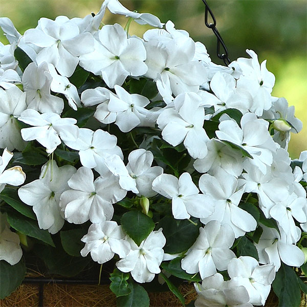 園芸ネット本店｜インパチェンス：ビーコン ホワイト3-3.5号ポット 4株