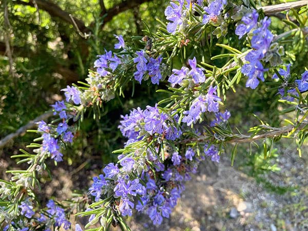 園芸ネット本店｜ローズマリー（立性）：マリンブルー4号 2株セット の