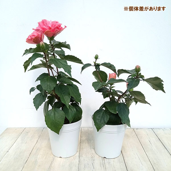 園芸ネット本店｜ハイビスカス（ニューロングライフ）：アドニスダブル