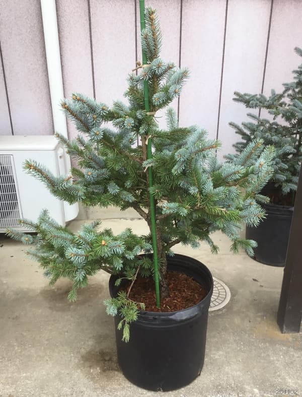 園芸ネット本店｜[送料無料]ピセアプンゲンス（プンゲンストウヒ