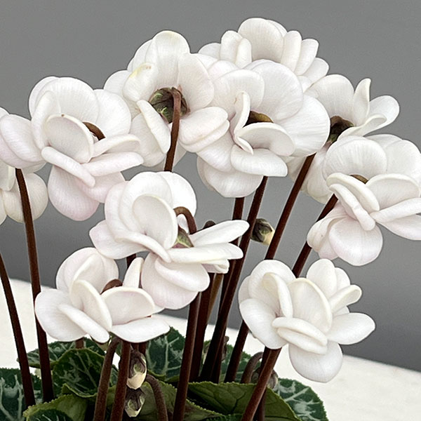 なおさん様 リクエスト 3点 まとめ商品 シクラメン ピポカ フェアリー