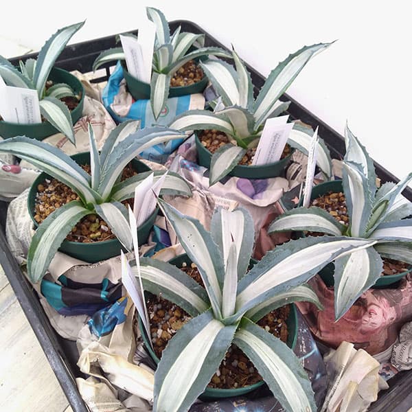 園芸ネット本店｜アガベ：アメリカーナ メディオピクタ(華厳) 3.5号