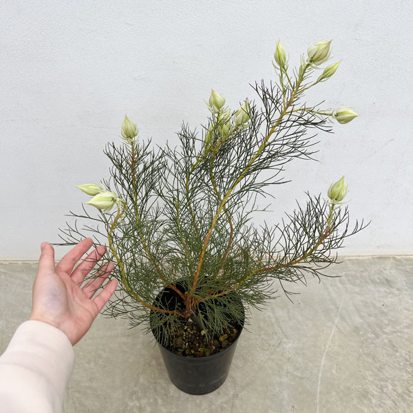 園芸ネット本店｜セルリア（ジョーイセルリア）：ブラッシングブライド