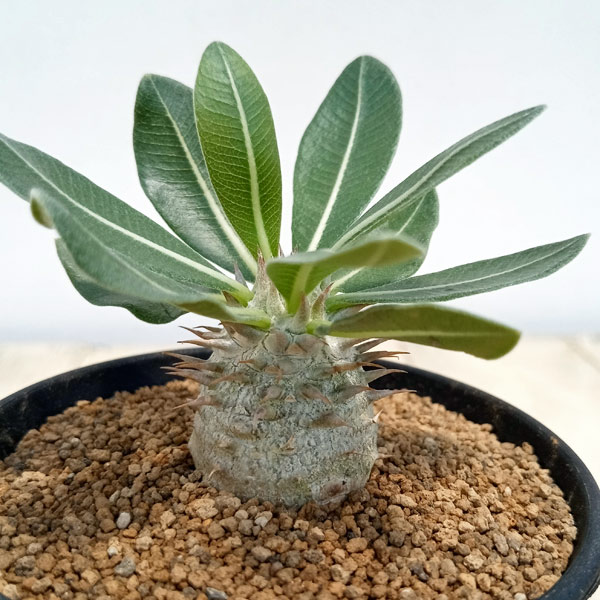 園芸ネット本店｜パキポディウム：デンシフローラム（実生株） 3号 の