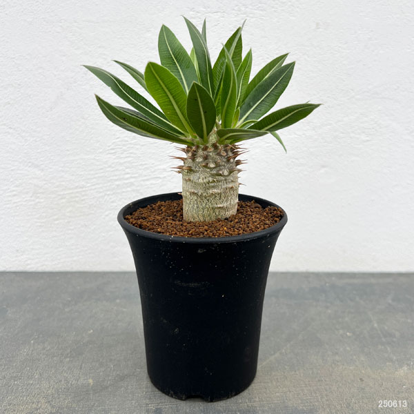 園芸ネット本店｜パキポディウム：デンシフローラム（実生株） 3号 の