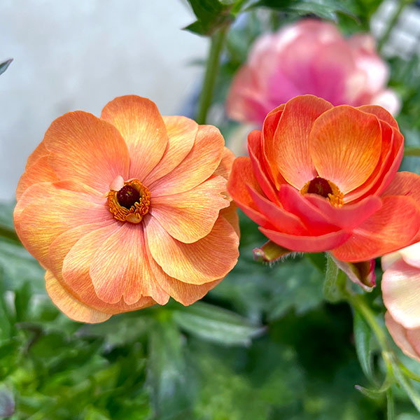 hiroakin様 ラナンキュラスラックス ハデス キュベレー 【公式通販】