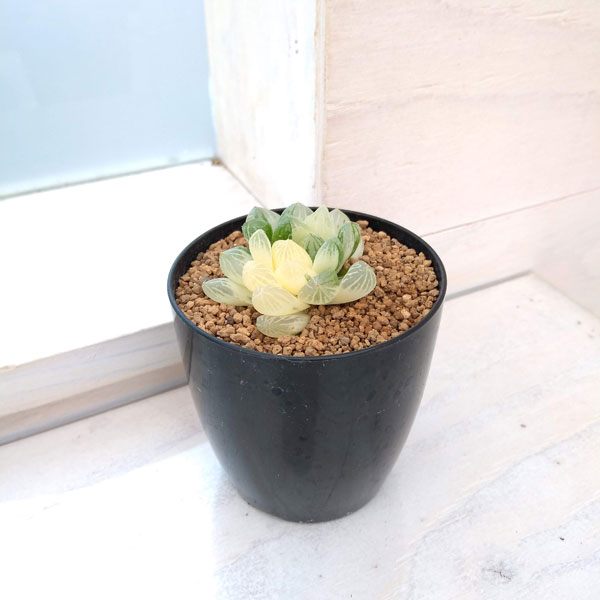 園芸ネット本店｜希少ハオルチア：オブツーサ錦（極上斑） 2.5号22-02