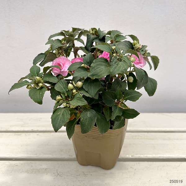 専用 紀元前 古代 インカ花入 高さ約18.2㎝ タサオ 東さ8-0107☆2F