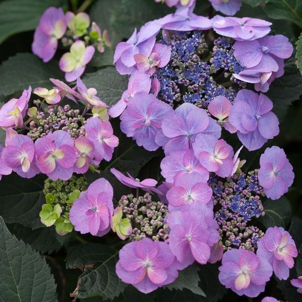 園芸ネット本店｜ヤマアジサイ：タフスタッフ5号鉢植え 3株セット の