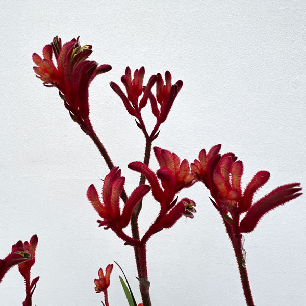 園芸ネット本店｜カンガルーポー：ブッシュインフェルノ（濃赤）5号