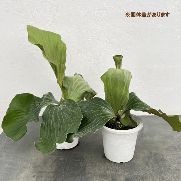 園芸ネット本店｜ビカクシダ（コウモリラン）：エレファントティス 4