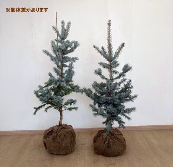 園芸ネット本店｜ピセアプンゲンス（プンゲンストウヒ）：ホプシー