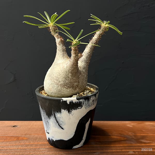 園芸ネット本店｜パキポディウム：グラキリス（発根済み株）3.5号（G29