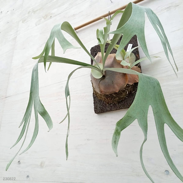 園芸ネット本店｜ビカクシダ（コウモリラン）：E-1（白ビフ） 板付け