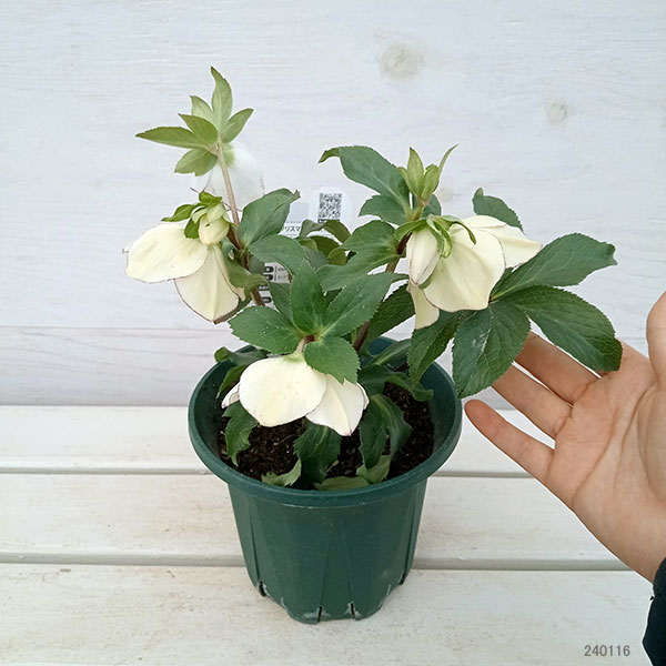 園芸ネット本店｜クリスマスローズ：*ホワイトシュガーシフォン5号鉢