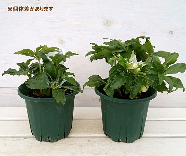 園芸ネット本店｜クリスマスローズ：*エレガンスアイス5号鉢 の通販