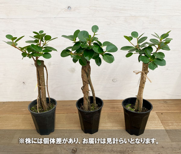 接木 パンダガジュマル斑入り 大苗 パンダガジュマル 斑入り 希少 接木