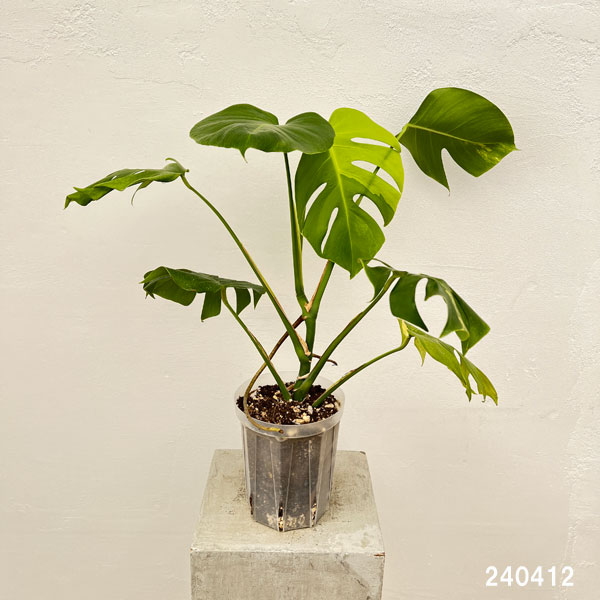 園芸ネット本店｜モンステラ：イエローモンスター 5号鉢植え22-01 の