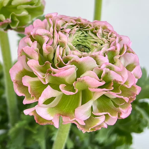 園芸ネット本店｜ラナンキュラス：ポンポン ハーマイオニー6号鉢植え