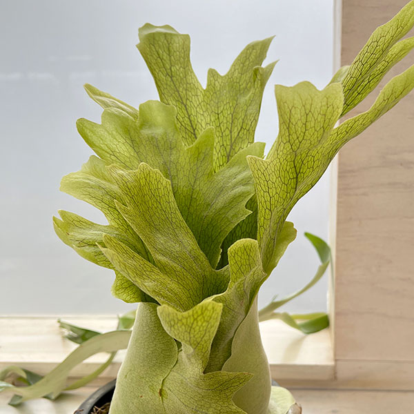 園芸ネット本店｜[送料無料]（わけあり特価）ビカクシダ（コウモリラン