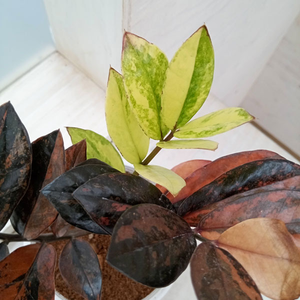 園芸ネット本店｜[ザ・ファームセレクト][送料無料]ザミオクルカス