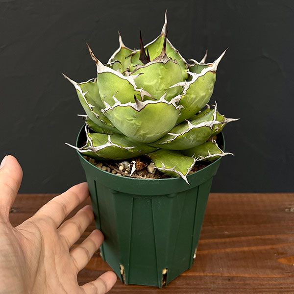 園芸ネット本店｜アガベ：チタノタ 4号鉢植え（23-15） の通販【公式】