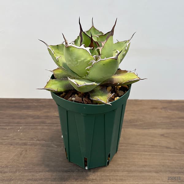 アガベ チタノタ 「レジェンド」（少し訳あり） 園芸ネット本店