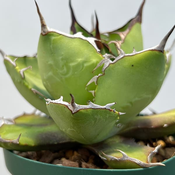 アガベ チタノタ 「レジェンド」（少し訳あり） 園芸ネット本店