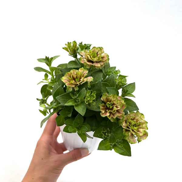 園芸ネット本店｜ペチュニア：ホイップマカロン バラエティ6品種セット