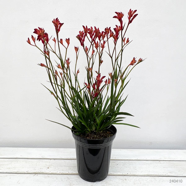 園芸ネット本店｜カンガルーポー（アゴニスサントス）レッド系 5号