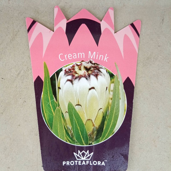 園芸ネット本店｜プロテア：クリームミンク 7号鉢植え25-01 の通販【公式】