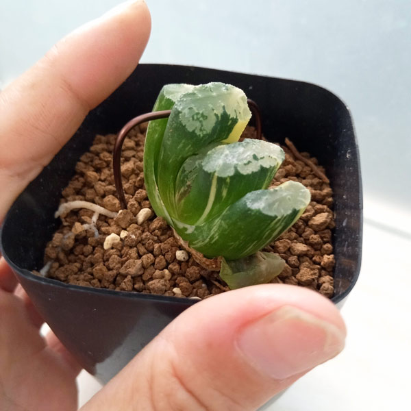 園芸ネット本店｜[ザ・ファームセレクト]ハオルチア：鮮明黄色斑 北斎