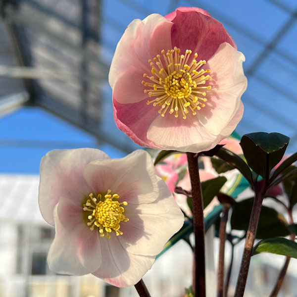 園芸ネット本店｜クリスマスローズ（原種系）：フルール ド ノエル