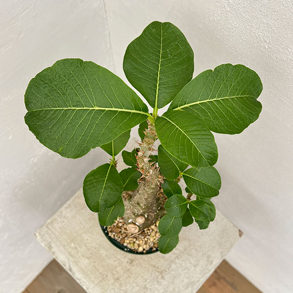 園芸ネット本店｜パキポディウム：ウィンゾリー（実生） 4号鉢植え23