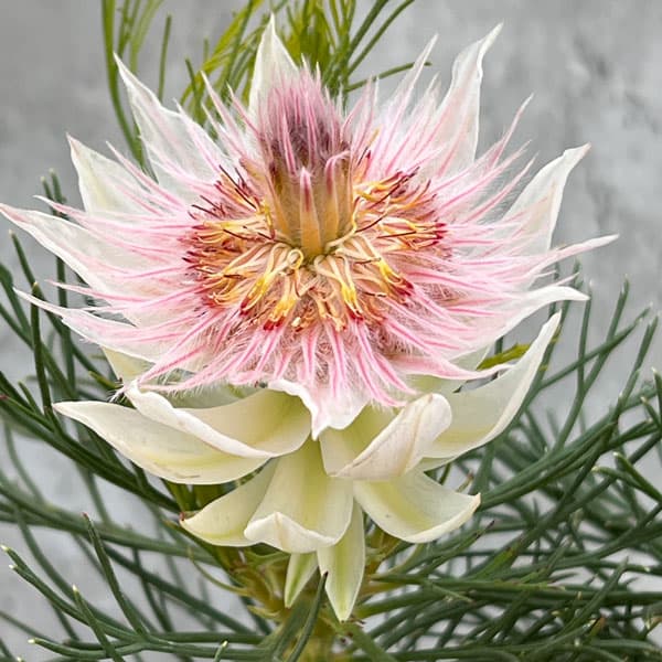 園芸ネット本店｜セルリア：ブラッシングブライド＆プリティピンク 5号