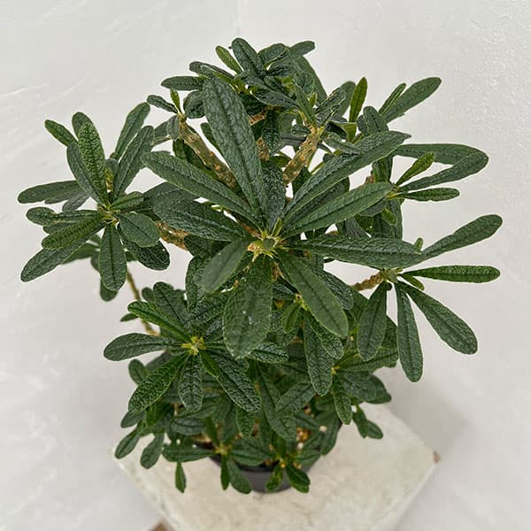 レア⁄塊根植物ドルステニア ギガス ④ 公式通販