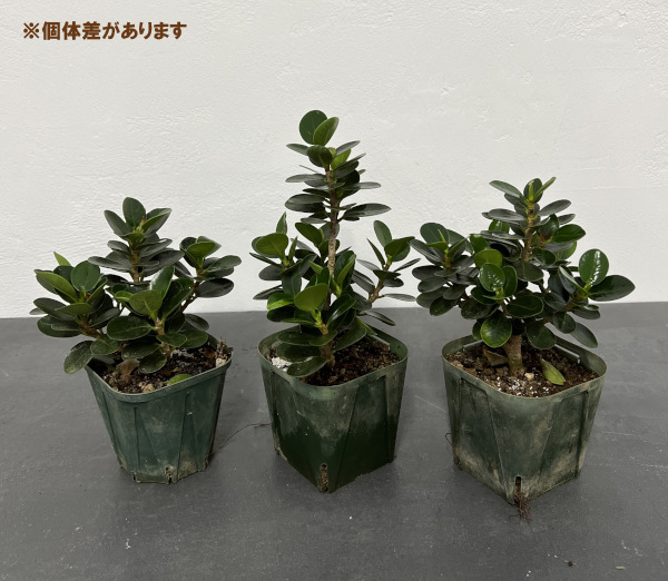 園芸ネット本店｜ガジュマル：ミニパンダガジュマル（コパンダ